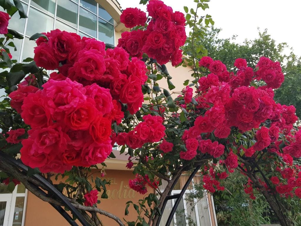 Family Hotel Magnolia, Sunny Beach — 5